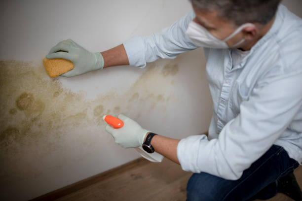 Best Attic Mold Remediation in Peachtree Corners, GA