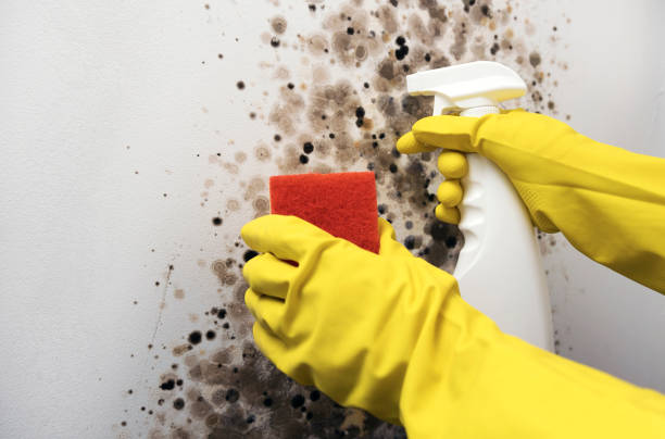 Best Post-Flood Mold Remediation in Peachtree Corners, GA