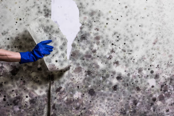 Best Insurance-Related Mold Remediation in Peachtree Corners, GA